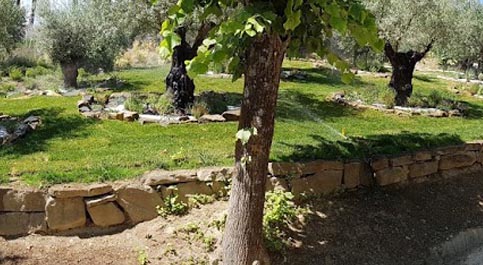 Manutenzione potatura aree verdi giardini alberi prato diserbo cespugli